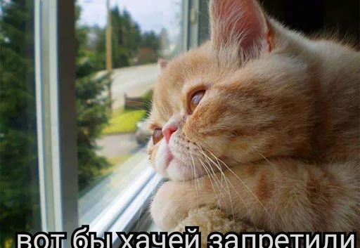 Хачи и чурки 85