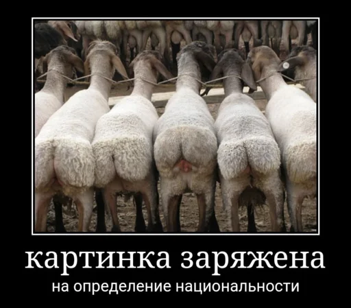 Хачи и чурки 73