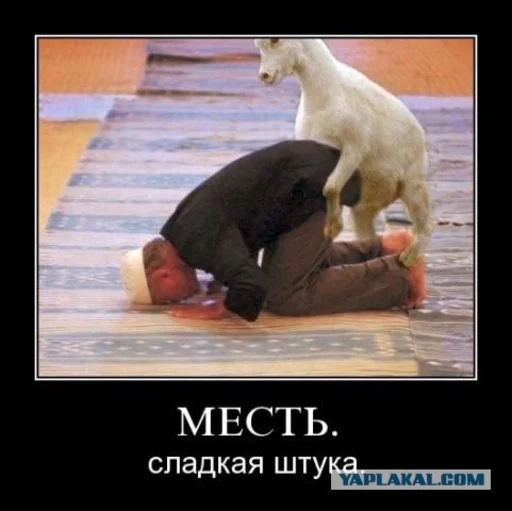 Хачи и чурки 81
