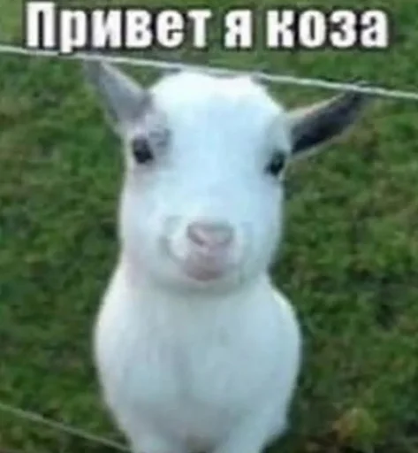 Хачи и чурки 68