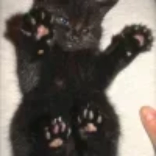 Nya ➜ 137