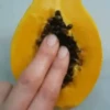 🔞🍆🥝Fruit Exotic🍓(Deluxe)😈 30