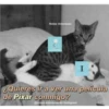 Variado pt2😽 12