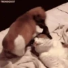 SexysGif. mov 10