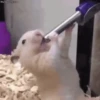 SexysGif. mov 12