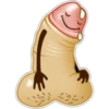 Penis 14