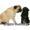 °
9200
¿Acaso te ofendo?