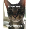 show me your boobs