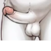 Penises 9