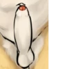 Penises 15