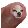 Penis 17