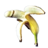 Penis 19