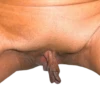 World of Vaginas pack 1 27