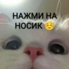 НАЖМИ НА НОСИК