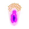 Vaginas 11