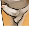 Big or Small Penis 12