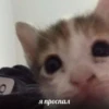 я проспал