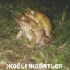 жабы жабяться