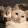 Love Couple 6
