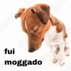 fui moggado