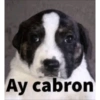 Ay cabron