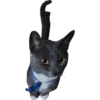 FAAAAAAAAH 8 🐱
